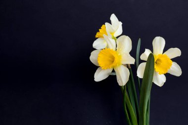 Siyah arka planda sarı beyaz nergisler