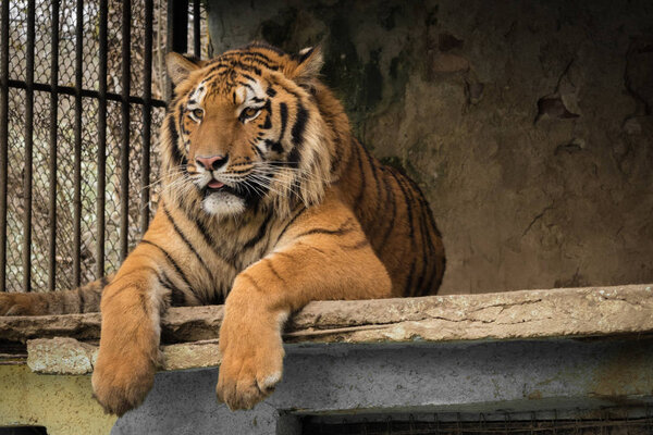 Tiger in a zoo cage