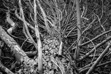 ormandaki yaşlı düşmüş ağaç. Siyah beyaz fotoğraf