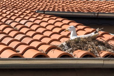 Deniz martı çatıda iç içe geçirme