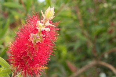 Bahçe closeup makro Derma kafa toz puf çiçek