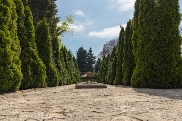 Pine Trees Park Spring Time Blue Clear Sky — Stock Photo, Image