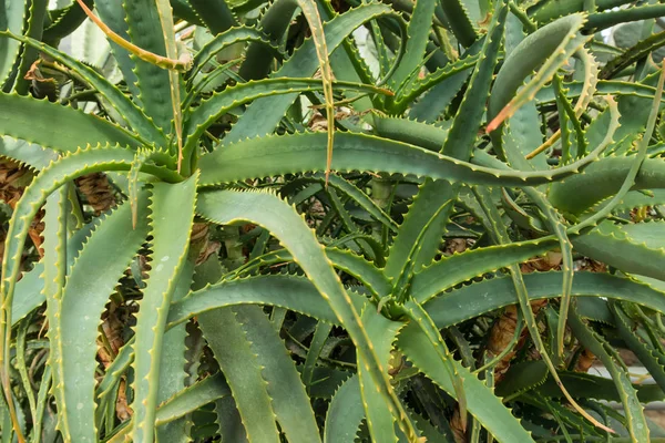 アロエベラの植物 熱帯の緑の植物に耐える暑い天気 — ストック写真