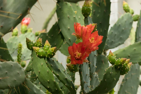 Cactus Opuntia Fleur Rouge Coloré Avec Des Boules Fruits — Photo