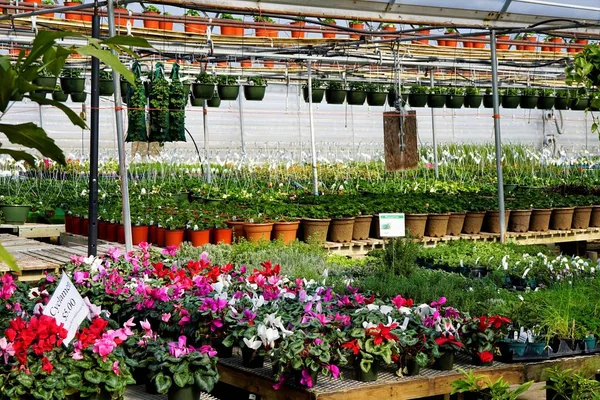 Greenhouse in Springtime - Commercial Operation