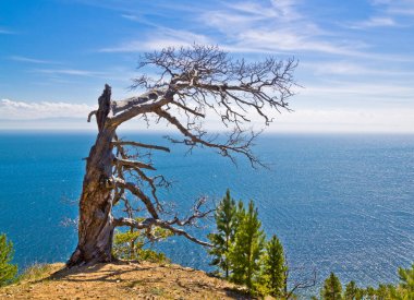 Deniz mavi gökyüzünün altında dağda yalnız solmuş ağaç