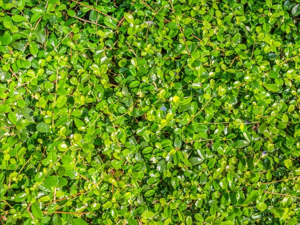 Folhas Verdes Frescas Como Fundo Dia Ensolarado — Fotografia de Stock