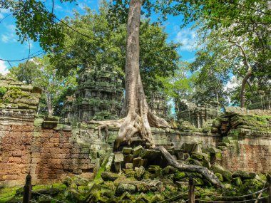 Antik duvardaki Banyan ağacı, Angkor Wat tapınağı, Siem Reap, Kamboçya