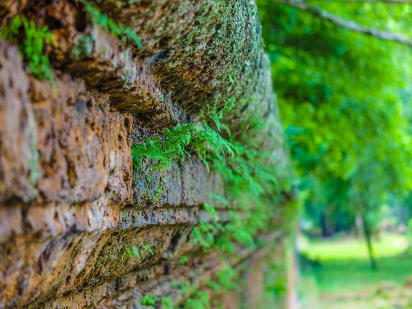 Parede Antiga Com Folhas Verdes Musgo Perspectiva Floresta Angkor Wat — Fotografia de Stock