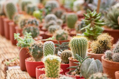 kaktüs esrar dikim içinde