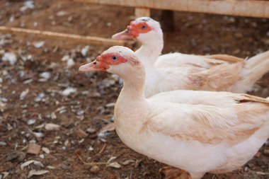 gruptaki Evcil ördek