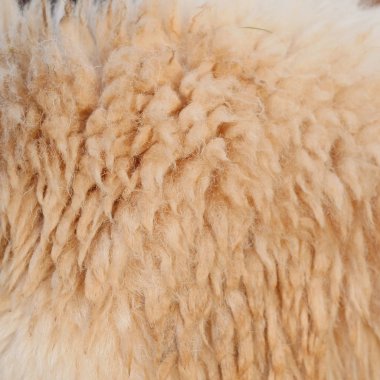 koyun kürk veya yün