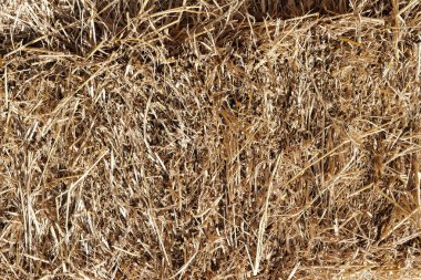 kuru saman dokulu ve ayrıntılı bir arka plan,