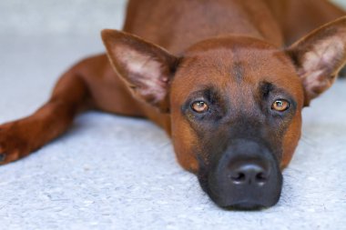 uykulu köpek sana bakmak