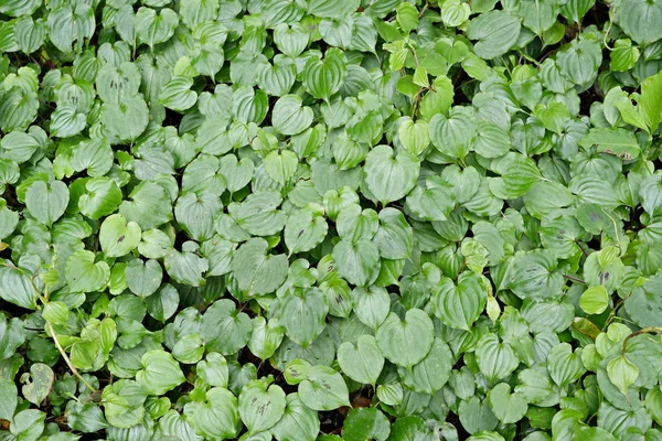 Green leaves background or texture — Stock Photo, Image