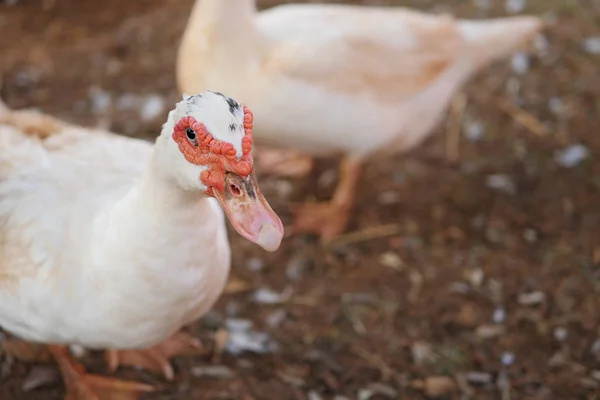 Domesticated duck in farm — Stock Photo, Image