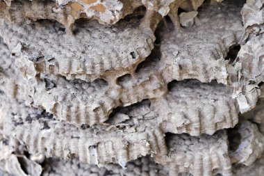 terk edilmiş hornet veya yaban arısı yuvasına