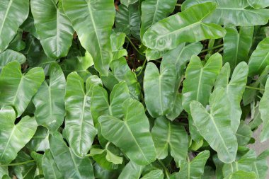 doğal yeşil yaprakları arka plan dokusu