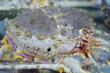 Yengeç, deniz ürünleri madde