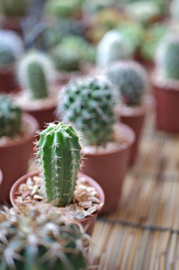 pot, Bahçe hobi dikim içinde kaktüs