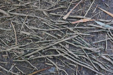 kök ağaç bitki arka plan