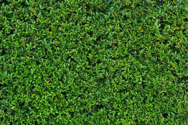 Groene bladeren of bush achtergrond — Stockfoto