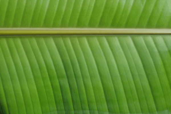 Latar belakang daun pisang dengan batas — Stok Foto