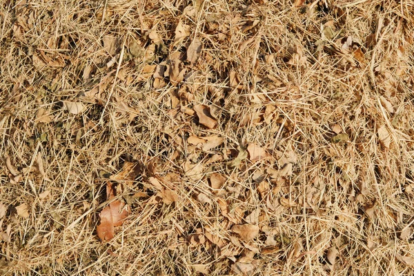 Achtergrond van geweven hooi, gedroogde stro — Stockfoto