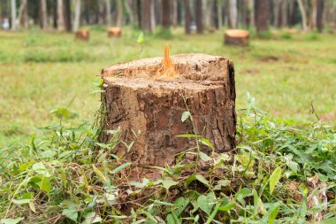 Ağaç kütüğü, kentleşme kavramı, ormansızlaşma, kereste endüstrisi, küresel ısınma