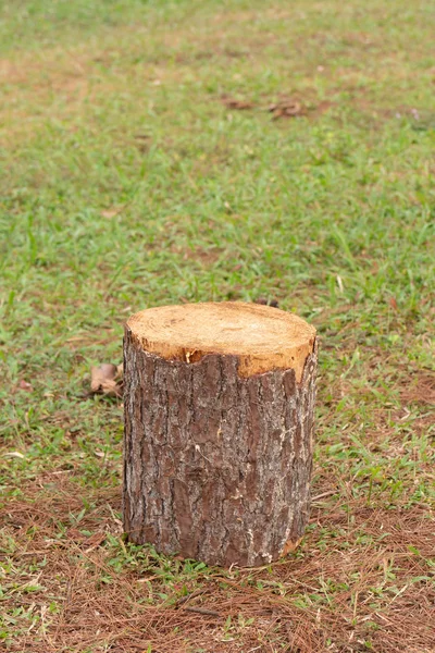 Tronco Albero Concetto Urbanizzazione Deforestazione Industria Del Disboscamento Riscaldamento Globale — Foto Stock