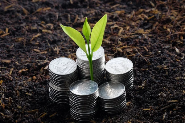 Pengar tillväxt konceptet växt växer ur mynt — Stockfoto