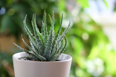 aloe bitkisinin yaprakları