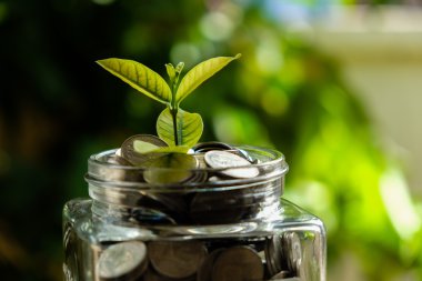 İş Finans yatırım kavramı bitki yetiştirme için para tasarrufu