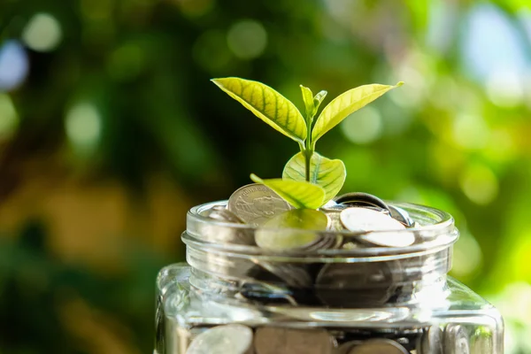 Biznes Finanse zaoszczędzić pieniądze do uprawy roślin koncepcja inwestycji — Zdjęcie stockowe