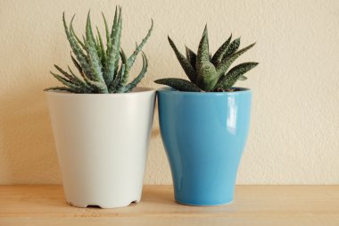 Ahşap masa üzerinde kapalı bitki