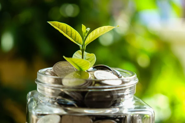 Business finance save money for investment concept plant growing — Stock Photo, Image