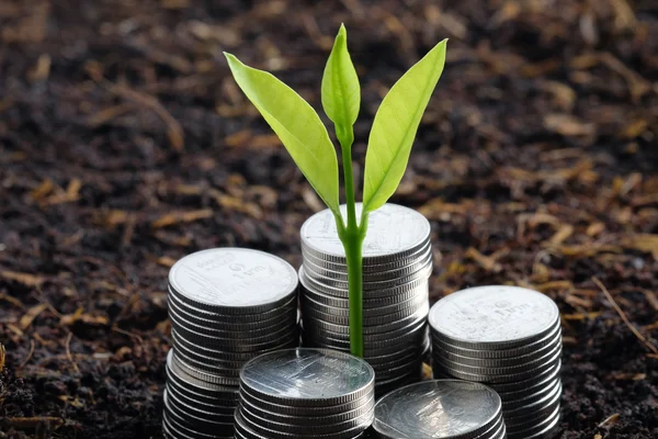 Money growth concept plant growing out of coins — Stock Photo, Image