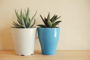 Ahşap masa üzerinde kapalı bitki