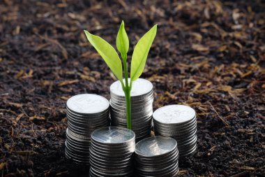 Paralar dışarı büyüyen para büyüme kavramı bitki
