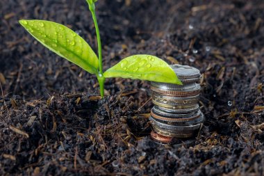 işletme finansı. yatırım kavramı bitki büyüyen para ödemekten kurtulun