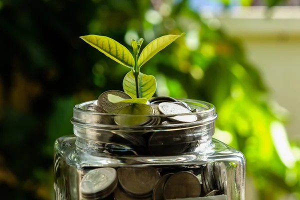 Finanza d'impresa risparmiare denaro per la coltivazione concetto di investimento — Foto Stock