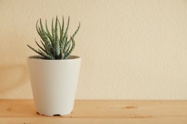 Ahşap masa üzerinde kapalı bitki