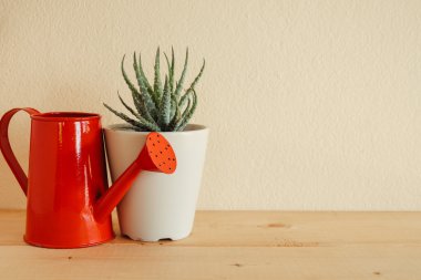 Ahşap masa üzerinde kapalı bitki