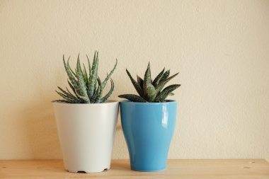 Ahşap masa üzerinde kapalı bitki