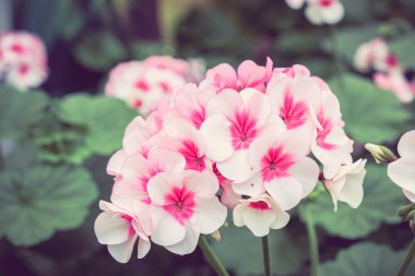 Filtre etkisi retro vintage tarzı ile gül çiçek