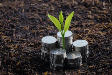 Paralar dışarı büyüyen para büyüme kavramı bitki