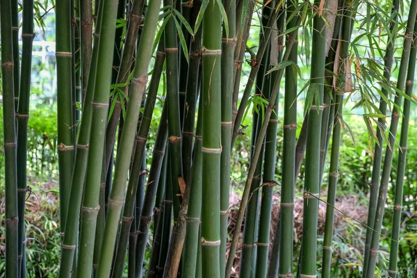 Zelené bambusové textury pozadí — Stock fotografie