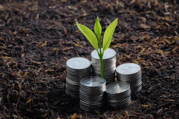 Money growth concept plant growing out of coins — Stock Photo, Image