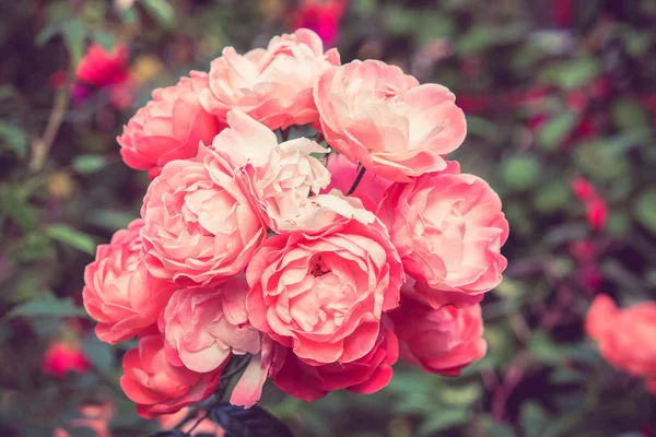 Blommorna är rosa med filter effekt retro vintage stil — Stockfoto