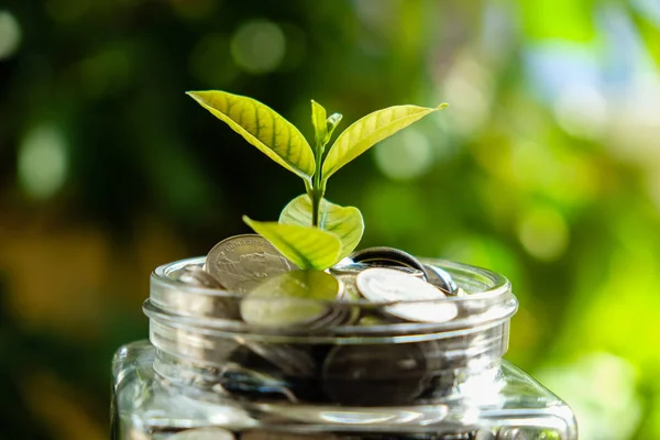 Financiamento de negócios economizar dinheiro para o crescimento planta conceito de investimento — Fotografia de Stock